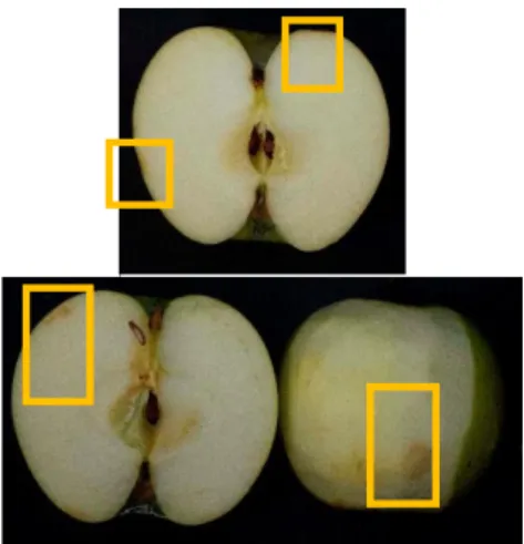 Gambar 1. Luka Memar pada Apel saat  setelah 1 hari penggetaran 