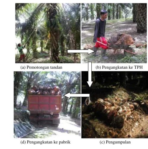 Gambar 1. Kegiatan panen kelapa sawit (Sumber: Panggabean 2009) 