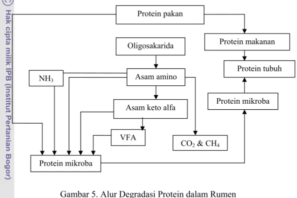 Gambar 5. Alur Degradasi Protein dalam Rumen 