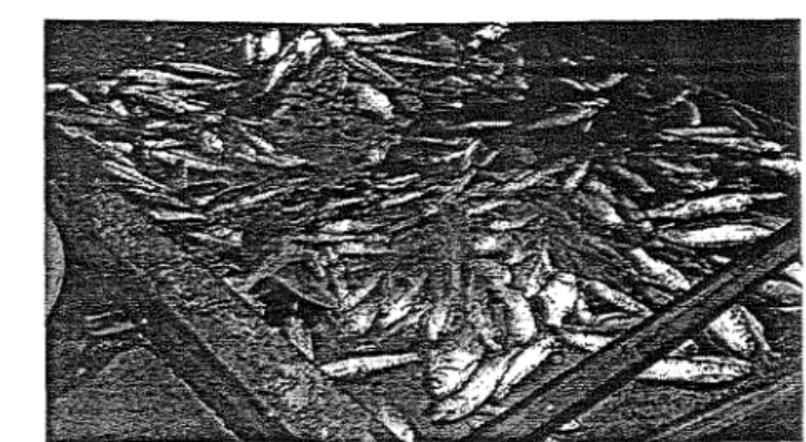 Gambar I.  lkan Lambak pipih (Thynnichthys polylepis ) hasii tangkapan  dengan tangkul besar di depan pintu air menuju S
