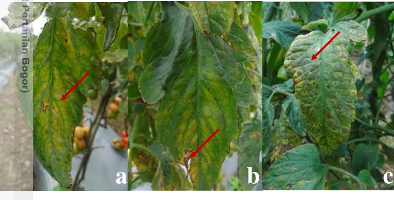Gambar 1  Tanaman tomat yang memperlihatkan gejala klorosis hasil pengamatan 