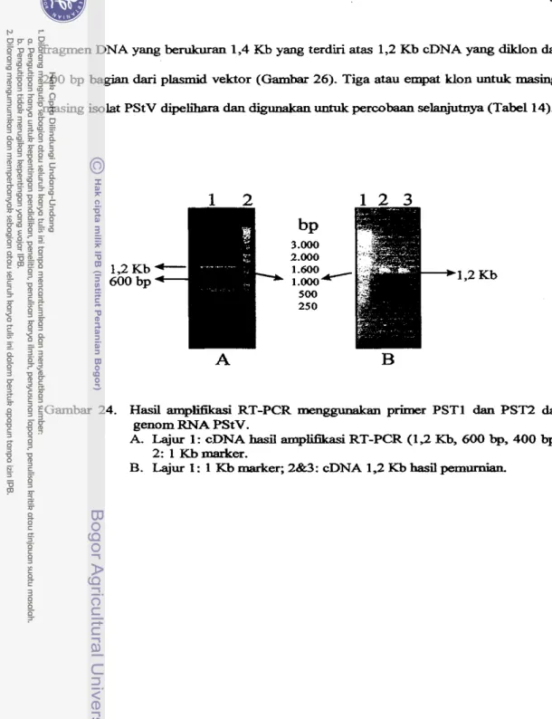 Gambar  24.  Hasil  amp-  RT-PCR  m e n g p m h n  primer  PSTl  dan  PST2  dari  gemm  RNA  PStV
