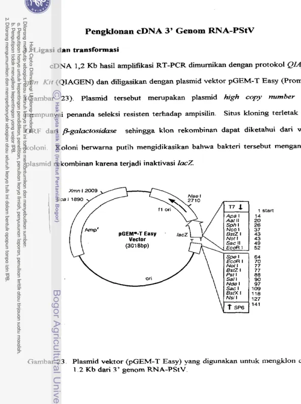 Gambar  23.  Plasmid vektor  @GEM-T Easy)  yang digunakan untuk mengklon  cDNA  1  .2  Rb  dari  3'  genom  RNA-PStV