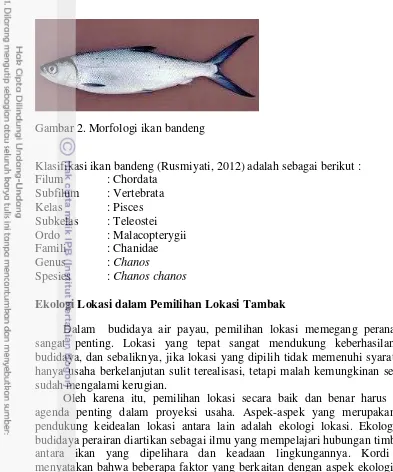 Gambar 2. Morfologi ikan bandeng 