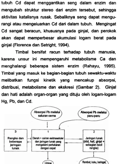 Gambar  2.  Diagram metabolisme  Pb  (Sumber  :  Ratcliffe,  19981). 