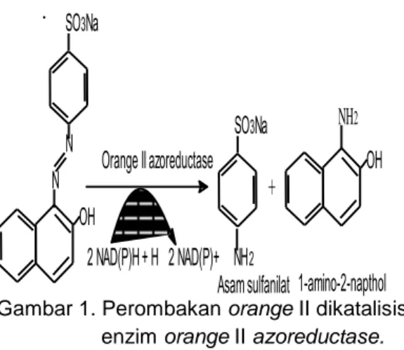 Gambar 1. Perombakan orange II dikatalisis  enzim orange II azoreductase. 