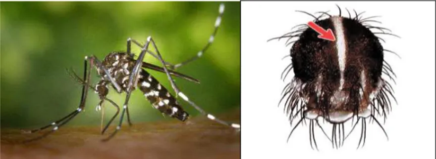 Gambar 2.3. Aedes albopictus dewasa dan Mesonotum Aedes albopictus  2.2.  Nanas (Ananas comosus) 
