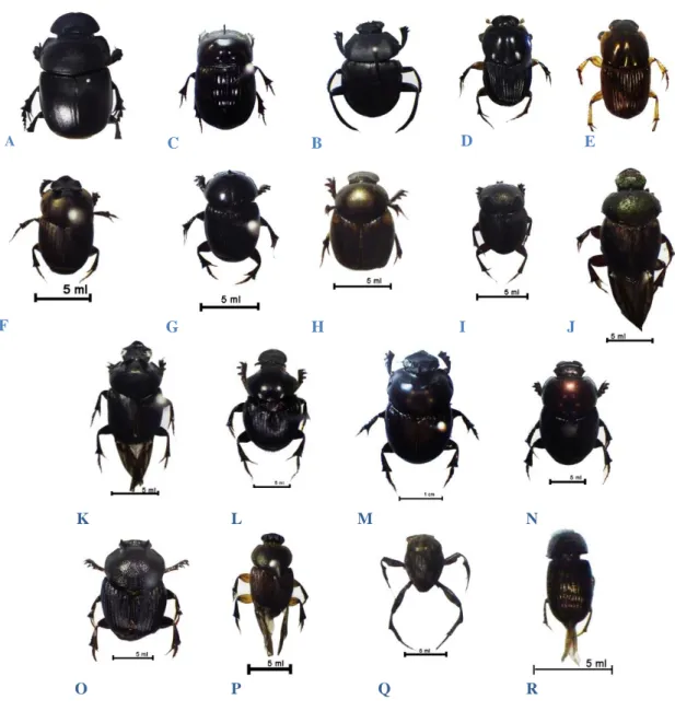 Gambar  1.  Jenis-jenis  Kumbang  Tinja  di  Kawasan  Cagar  Alam  Lembah  Harau  Sumatera  Barat  A