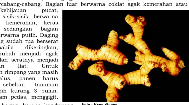 Foto : Erna Sinaga 