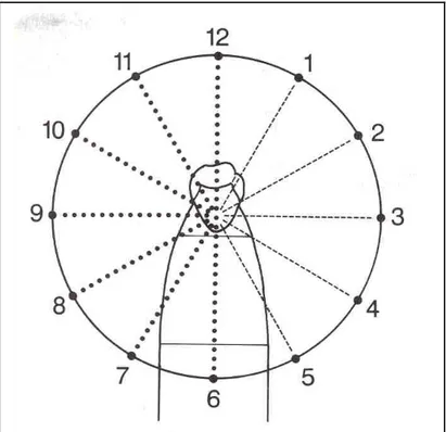 Gambar 7.  Posisi operator dikaitkan dengan arah jarum jam. Posisi pukul 8 - 12  adalah  posisi  bagi  operator  normal,  sedangkan  posisi  pukul  12  -  4  adalah  posisi bagi operator kidal