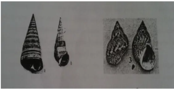 Gambar 2.2: Beberapa contoh makrozoobenthos dari Phylum  Mollusca. 