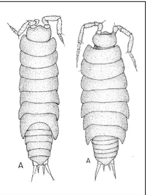Gambar 2. Isopoda khas gua dari Gunung  Sewu Javanoscia elongata (kiri) dan  Tenebrioscia antennuata (kanan)