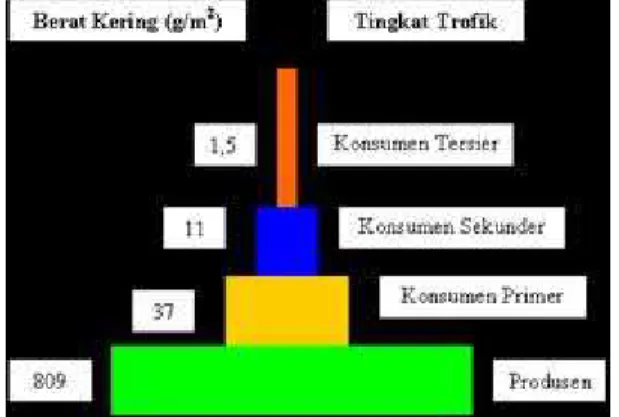 Gambar 2.3 Piramida Biomassa 26