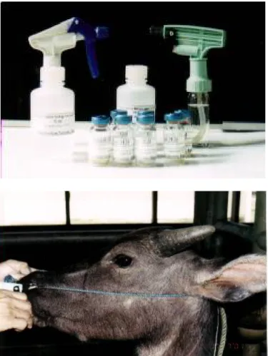 Gambar 5. Vaksin aerosol, alat semprotnya (gambar atas) dan cara aplikasinya secara intranasal pada hewan 
