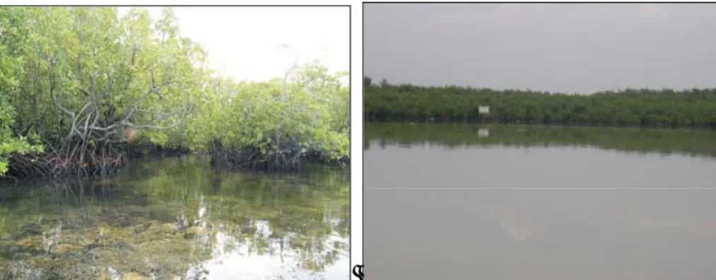 Gambar 6.2 Ekosistem Hutan Mangrove dan Hutan Lindung di Pulau Galang 