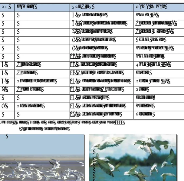 Gambar 6.3 Species Burung di Kawasan Teluk Lamong 