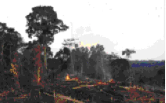 Gambar 3. Kebakaran hutan