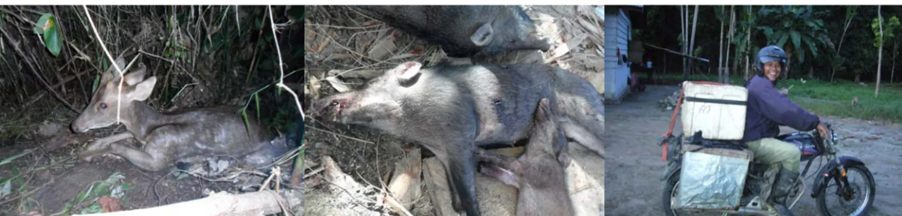 Gambar 3a. Rusa yang terkena jerat pemburu Gambar 3b. Babi hutan hasil buruan Gambar 4