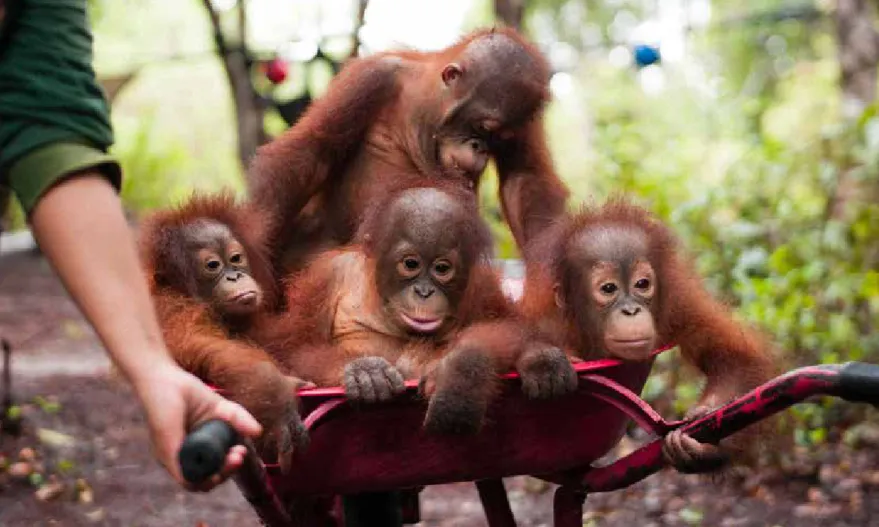 Gambar 1. Komposisi umur orangutan di Nyaru Menteng dan Samboja Lestari per-Desember 2013 Samboja Lestari Nyaru Menteng