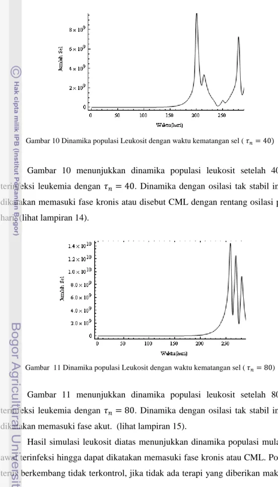 Gambar 10 Dinamika populasi Leukosit dengan waktu kematangan sel (       ) 