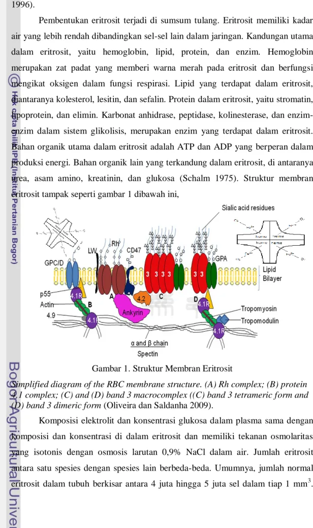 Gambar 1. Struktur Membran Eritrosit 