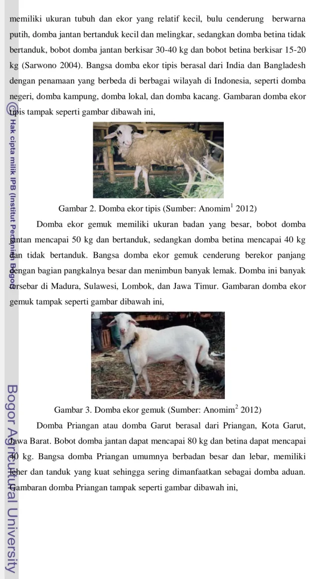 Gambar 2. Domba ekor tipis (Sumber: Anomim 1  2012) 