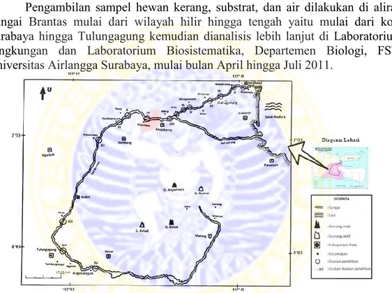 Gambar 1. Peta Lokasi Pengambilan Sampel Kerang Unionidae di Sungai Brantas  Berdasarkan  hasil  orientasi  medan  ditetapkan  15  stasiun  pengambilan  sampel