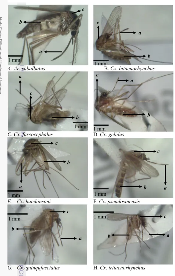 Gambar 1 Keragaman jenis nyamuk yang tertangkap di peternakan URR FKH  IPB. (a. Probosis, b