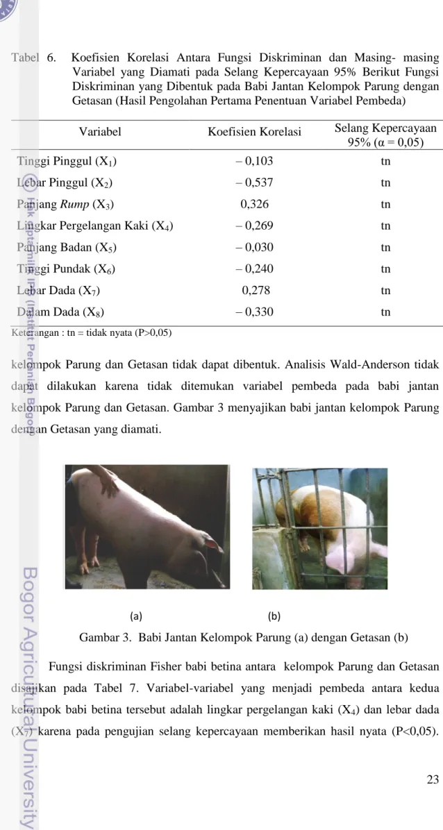 Gambar 3.  Babi Jantan Kelompok Parung (a) dengan Getasan (b)  Fungsi diskriminan Fisher babi betina antara  kelompok Parung dan Getasan  disajikan  pada  Tabel  7