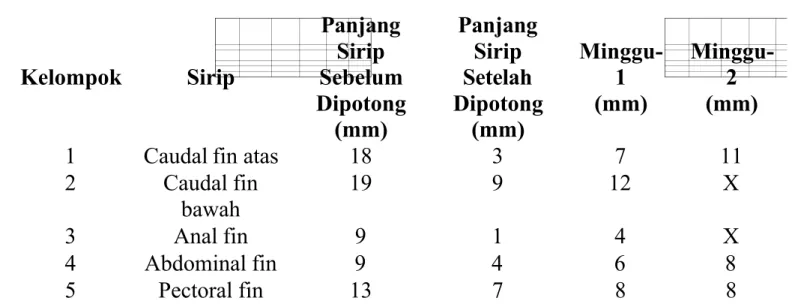 Tabel 2. Hasil Pengamatan Regenerasi Sirip Ikan Nilem Rombongan IV Kelompok  Sirip PanjangSirip Sebelum Dipotong (mm) PanjangSiripSetelah Dipotong(mm) Minggu-1(mm) Minggu-2(mm)