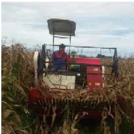 Gambar 1. Mesin pemanen jagung modifikasi dari mesin combine harvester