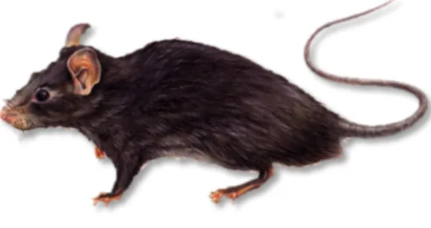 Gambar 10. Tikus, rodenti a hama gudang 
