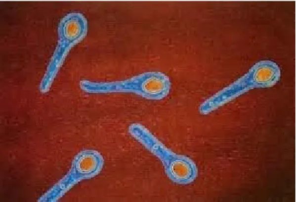 Gambar Mikroskopik Clostridium tetani