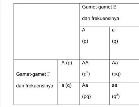 Tabel 1. Pembentukan zigot pada kawin acak  Gamet-gamet Ε  dan frekuensinya  A  (p)  a  (q)  Gamet-gamet Γ  dan frekuensinya   A (p)  AA (p2 )  Aa  (pq)  a (q) Aa  (pq)  aa (q2 )    