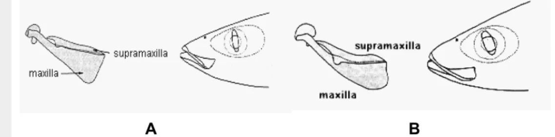 Gambar  3.  Bentuk  maxilla  dan  supramaxilla  A)  ikan  malalugis;  B)  ikan  layang  deles (FAO)