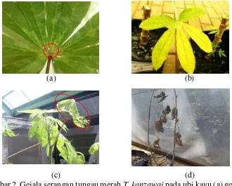 Gambar 2  Gejala serangan tungau merah T. kanzawai pada ubi kayu (a) gejala awal serangan (b) bercak nekrotik meluas kepermukaan daun (c) pucuk daun mengalami perubahan bentuk (d) daun mengering dan rontok