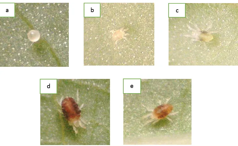 Gambar 3  Stadia Tetranychus kanzawai (a) telur (b) larva (c) Nimfa (d) imago 