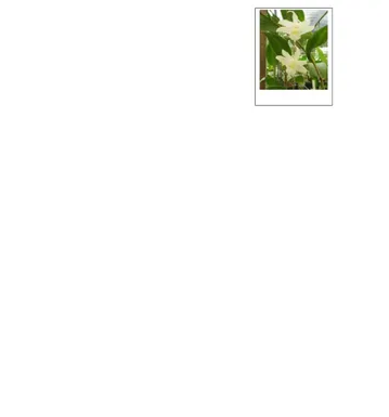 Gambar  Anggrek Dendrobium Cruminatum