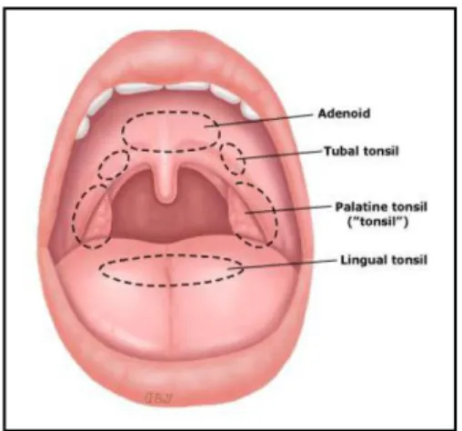Gambar 1. Anatomi Tonsil 
