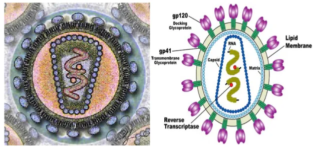 Gambar 1. Human Immunodeficiency Virus