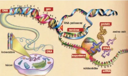 Gambar 1. Pengertian Sintesis Protein