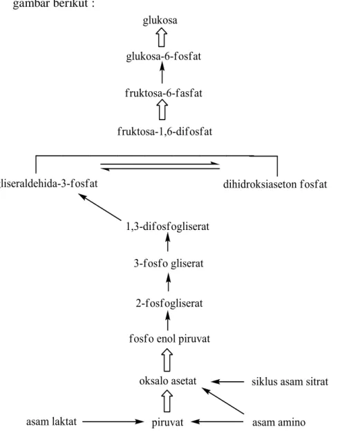 Gambar 5 Skema Glukoneogenesis 