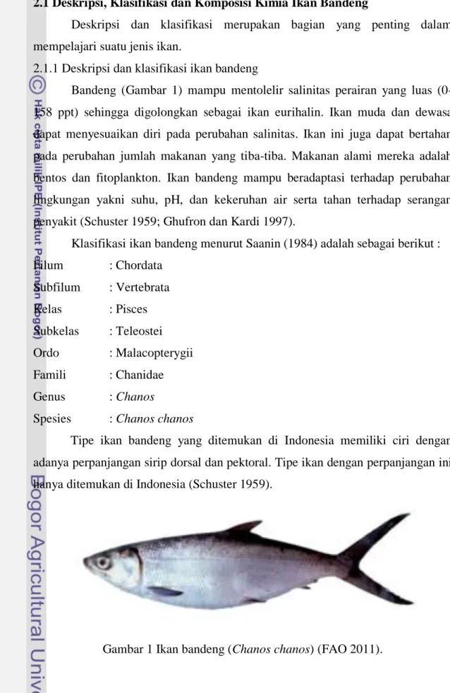 Gambar 1 Ikan bandeng (Chanos chanos) (FAO 2011). 