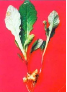 Gambar 3 Tanaman Daun dewa. 