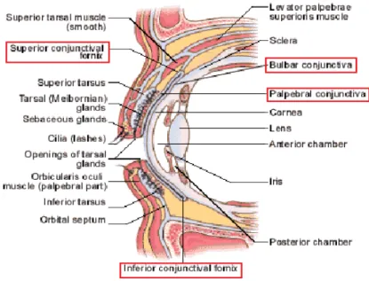 Gambar 1. Anatomi konjungtiva (Sumber: Haq dkk)  2.  Konjungtivitis 
