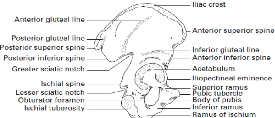 Gambar 2 : Sisi Lateral Tulang Innominatum 5