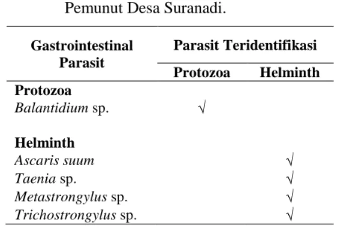 Tabel 1.  Prevalensi  Infeksi  Parasit  Gastrointestinal  pada  babi  di  Dusun  Pemunut Desa Suranadi