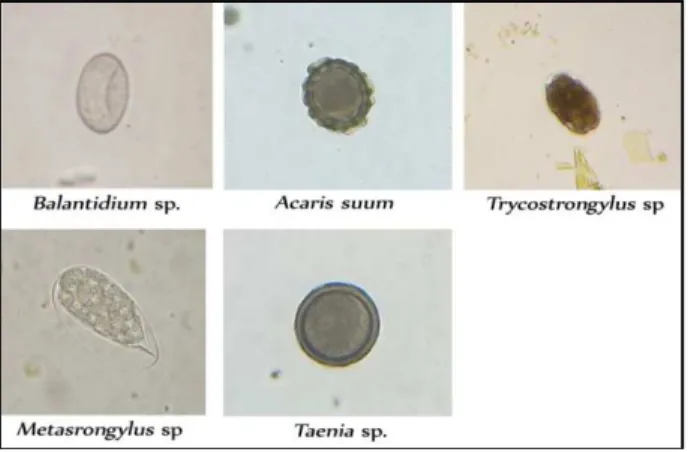 Gambar 1.  Gastro  intestinal  parasit  yang  teridentifikasi  menginfeksi  babi  di  daerah Suranadi