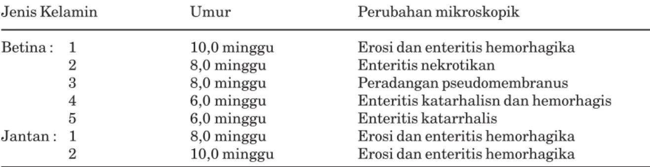 Tabel 1.Umur dan Jenis Kelamin Babi yang Positif Terinfeksi Balantidium coli yang Diperiksa di Laboratorium Patologi FKH-UNUD Tahun 2007-2008 .