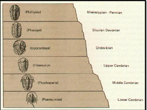 Gambar 6. Hukum suksesi fauna oleh De Soulovie (sumber :  http://bumipunbercerita.blogspot.com/2011/10/hukum-hukum-geologi.html) 